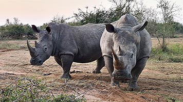 Coppia di rinoceronti all'Hlane RNP